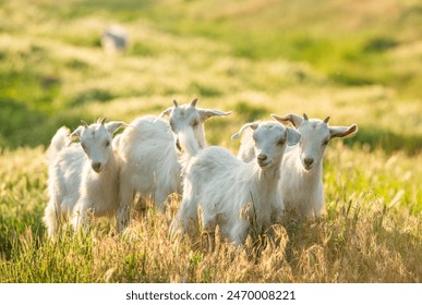 CCTV5体育频道高清直播在线观看指南