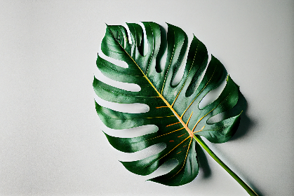 走近凯旋门平台：见证巴黎辉煌历史的标志性建筑