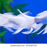 《欢乐吐篮球》必须直播观看吗?精彩不容错过! 4p40mciz